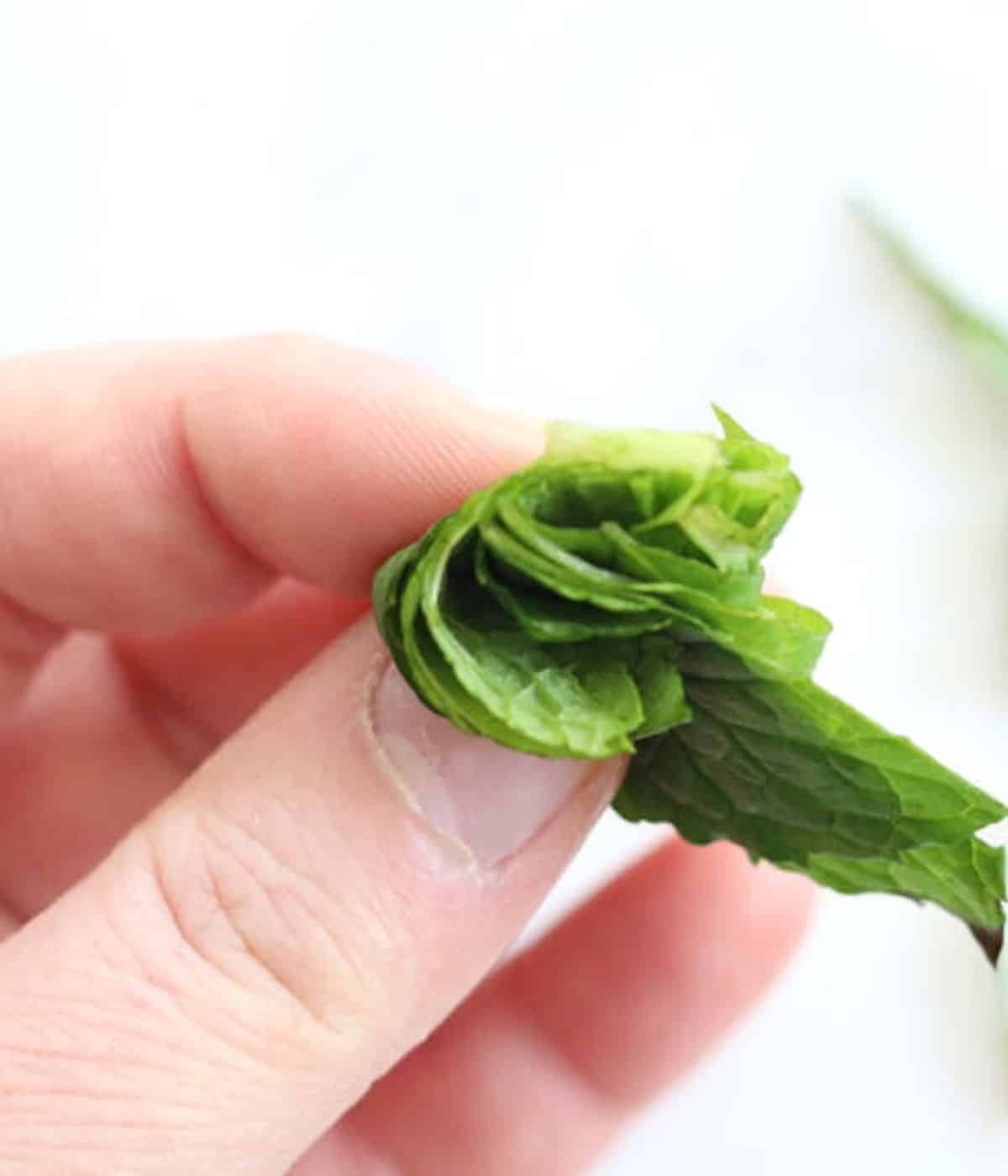 mint leaves rolled